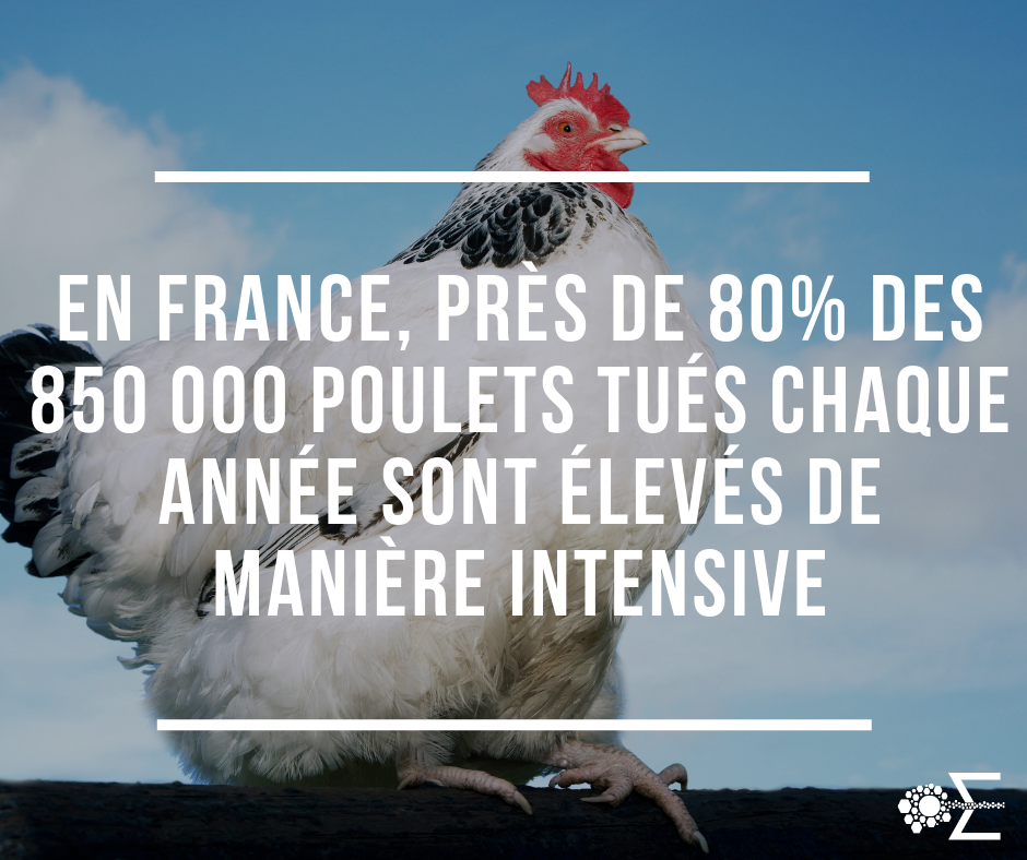 label poulet