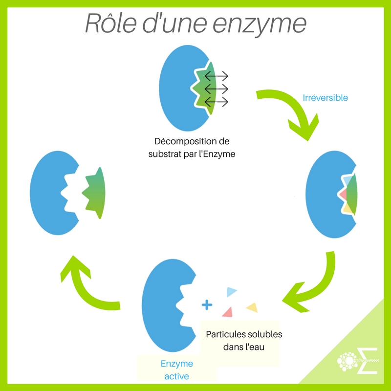 Blandé 11 complément alimentaire recette simplifiée/améliorée mise a jour 16/10/2022 Role%20d%20une%20enzyme